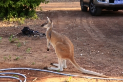 Mataranka