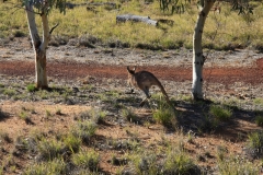 Alice Springs