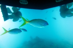 Great Barrier Reef