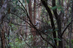 Noosa National Park 1
