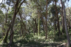 Sunshine Coast 2